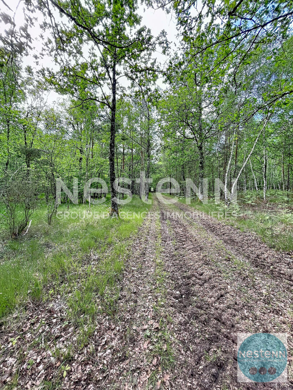 Vente Terrain RARE !! - 3 parcelles de bois en Sologne - Fontaine en Sologne - 119 780 m² Fontaines en sologne