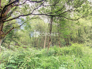 Vente Terrain Terrain Paimpont 40700 m2 Paimpont