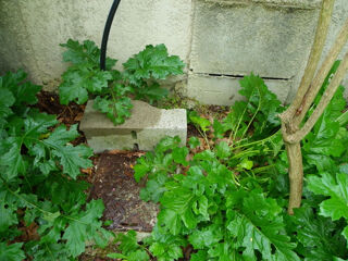  Terrain � vendre 301 m�