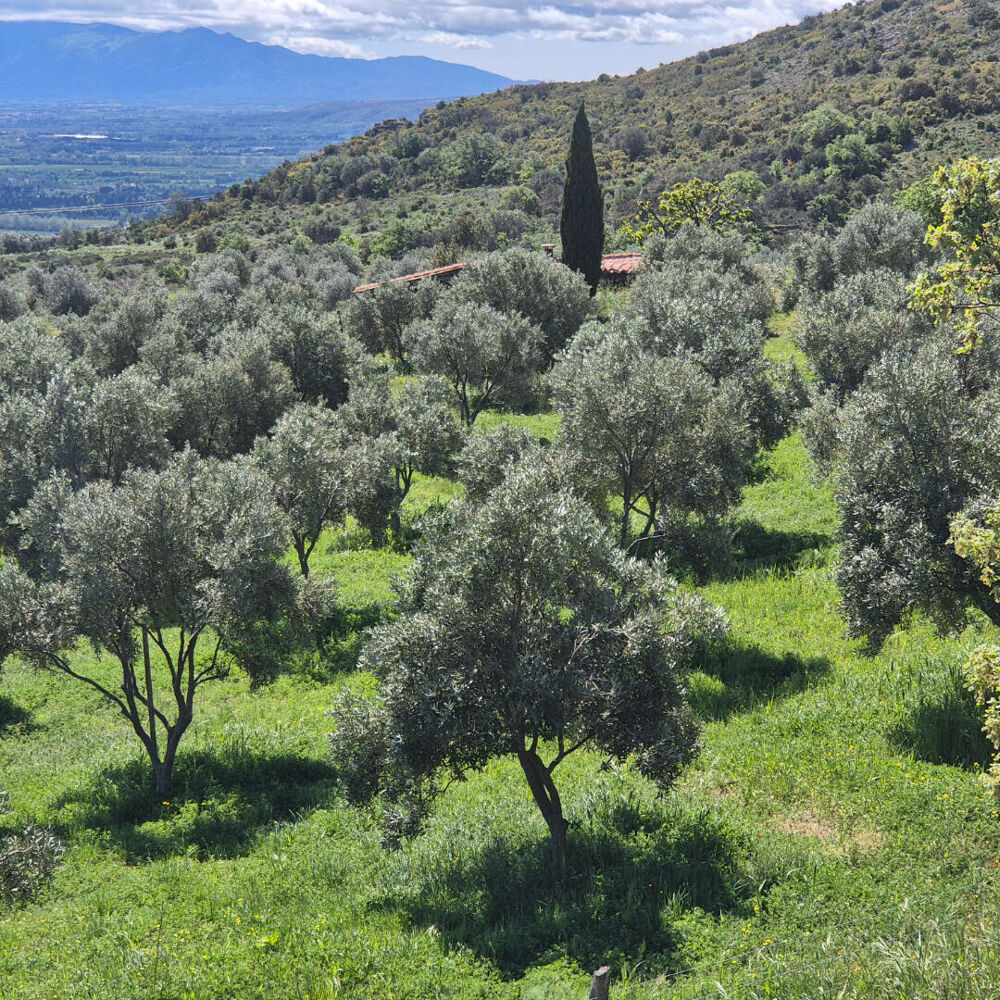 Vente Terrain Domaine viticole Perpignan