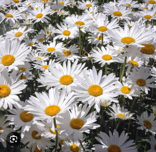  Terrain � vendre 798 m�