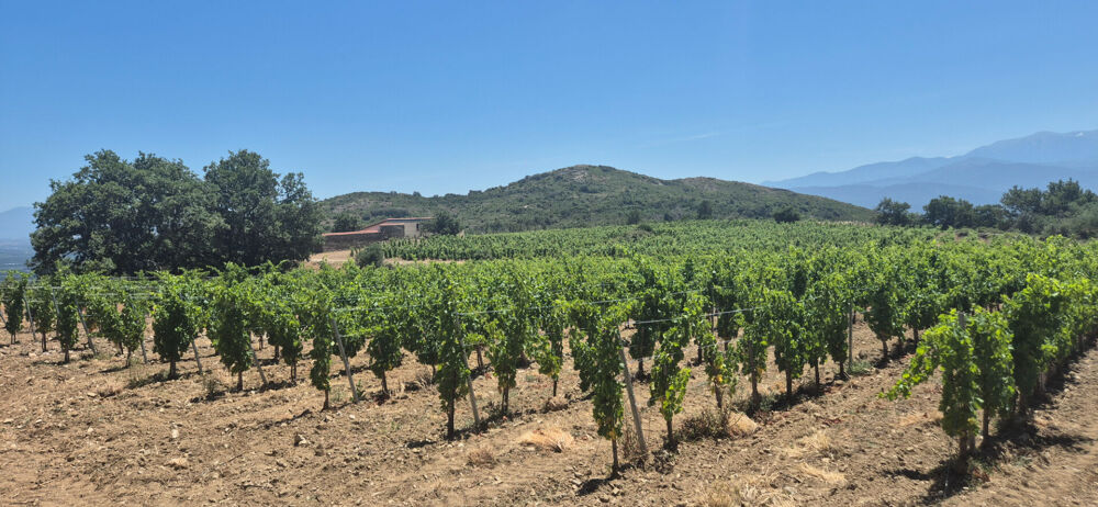 Vente Terrain Domaine viticole Perpignan