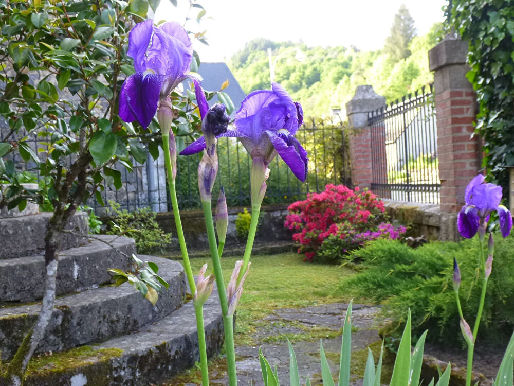 Vente Maison CORREZE. ST CHAMANT. Magnifique grande maison en pierre avec 5 chambres, dépendance et jardin de 3112m2. Saint chamant