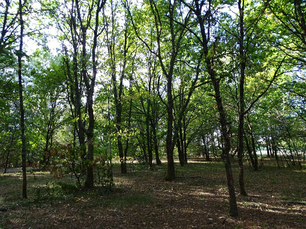 Vente Terrain Terrain Saint Laurent Des Hommes 10260 m2 (2700m² constructibles) Saint laurent des hommes