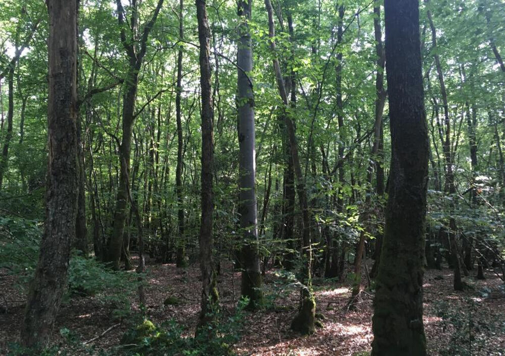 Vente Terrain SAINT JEAN LES DEUX JUMEAUX Saint jean les deux jumeaux