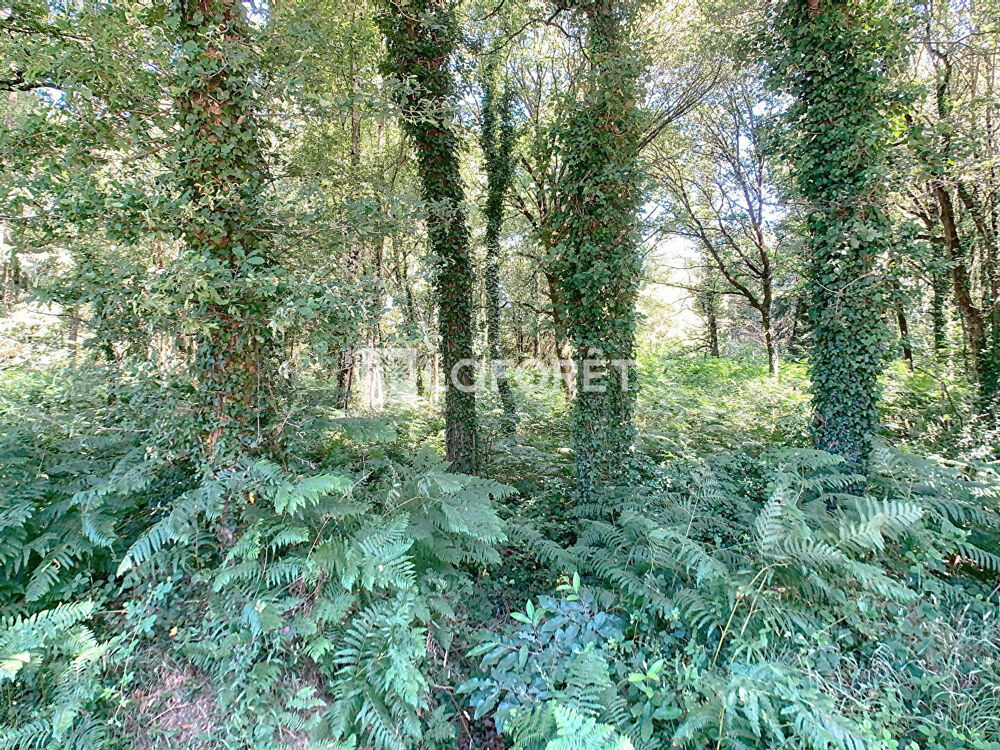 Vente Terrain Terrain Mohon 8921 m2 Mohon