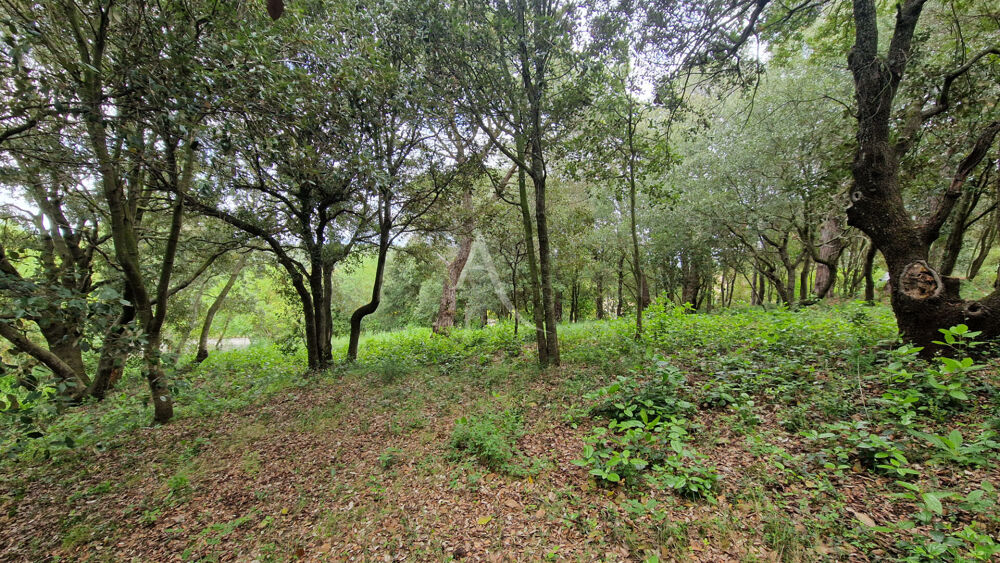 Vente Terrain Terrain constructible à Palaja proche CARCASSONNE Palaja