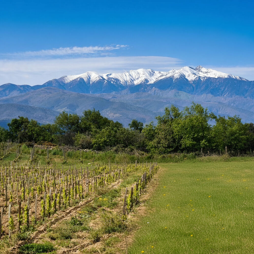 Vente Terrain Domaine viticole Perpignan
