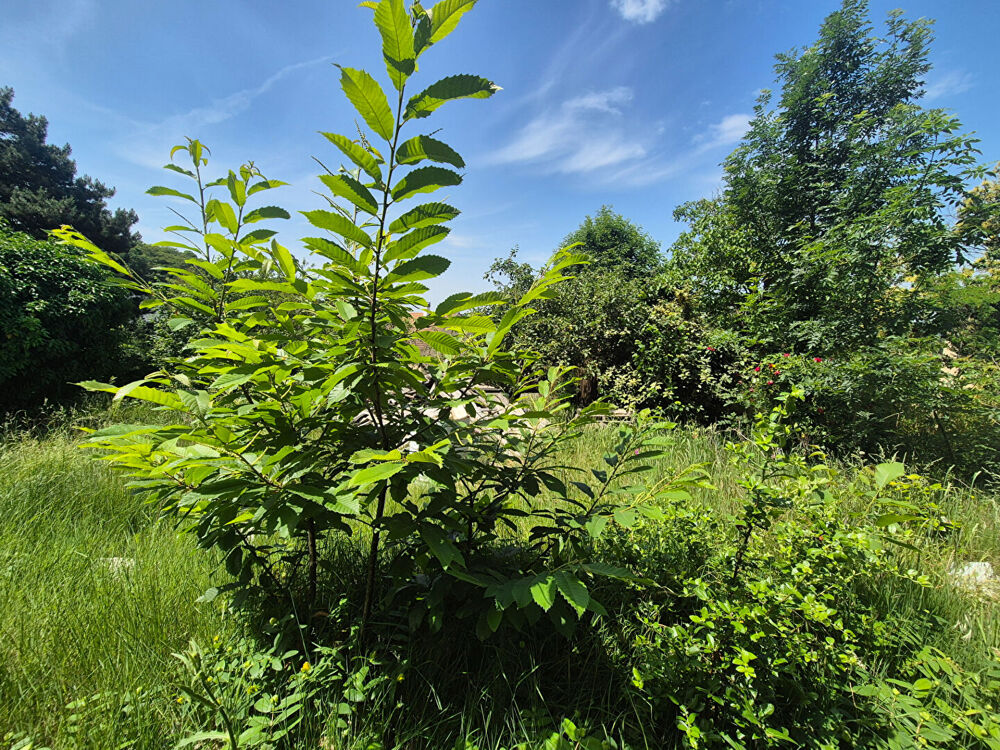Vente Maison Maison Palaiseau 5 pièce(s) 135 m2 Palaiseau