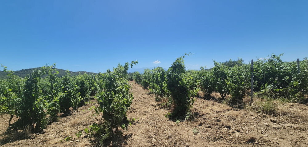 Vente Terrain Domaine viticole Perpignan