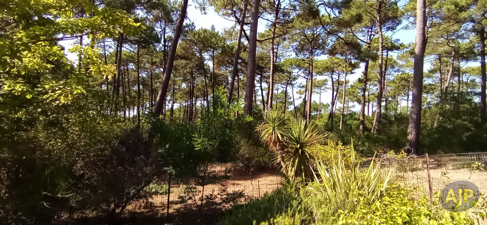 à vendre  Maison Lège-Cap-Ferret (33950)