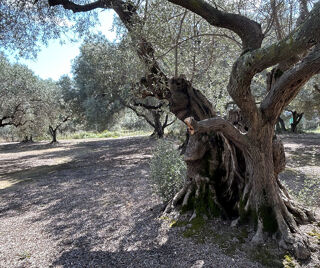  Terrain � vendre 2945 m�