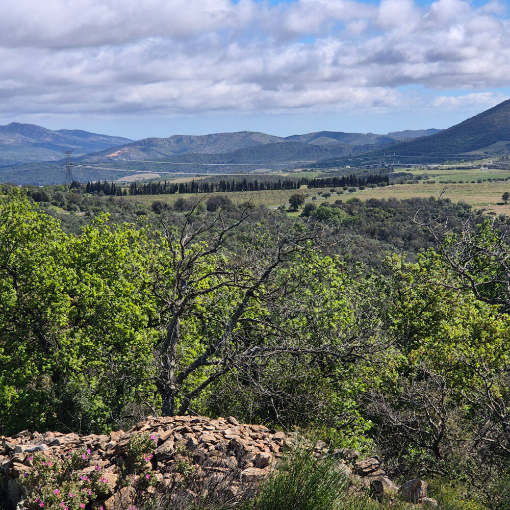 Vente Terrain Domaine viticole Perpignan