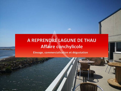 Sur la lagune de THAU (SETES) - Une Affaire multi activité ! 1600000 34200 Sete