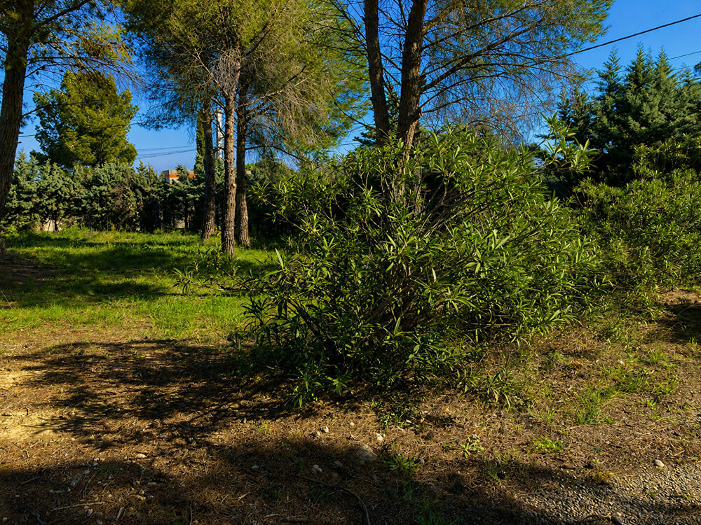 Vente Terrain Terrain de 600 m² avec vue sur le Canigou Montesquieu des alberes