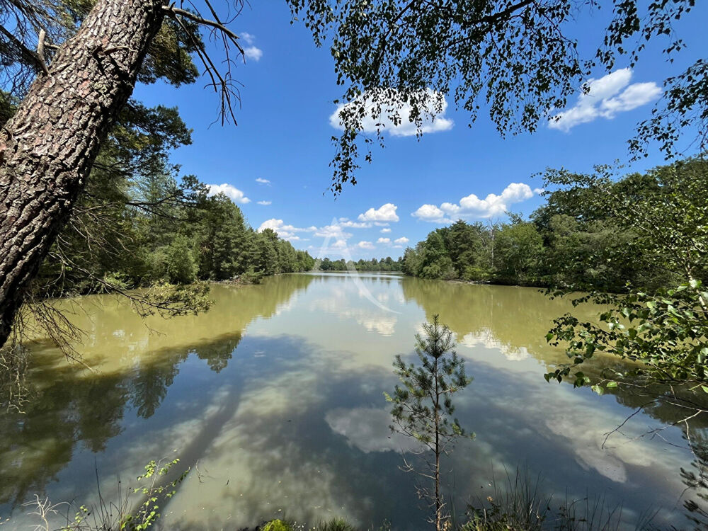 Vente Terrain Territoire de chasse avec étang en Sologne Salbris