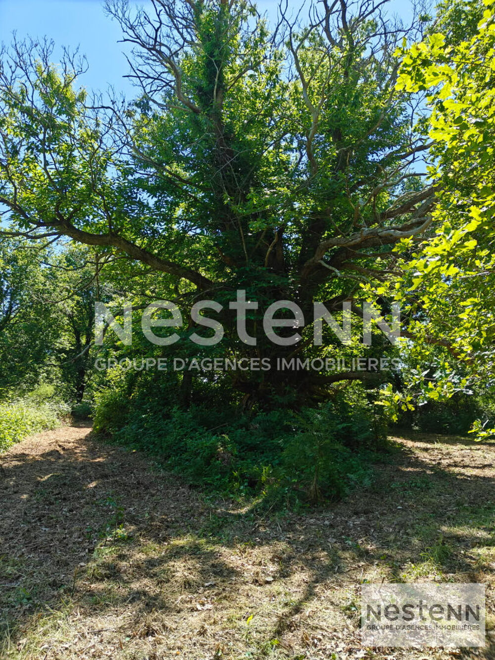 Vente Terrain magnifique domaine forestier en sologne/ chasse/ pêche/ détente/ 27ha situé à Fresnes Le controis en sologne