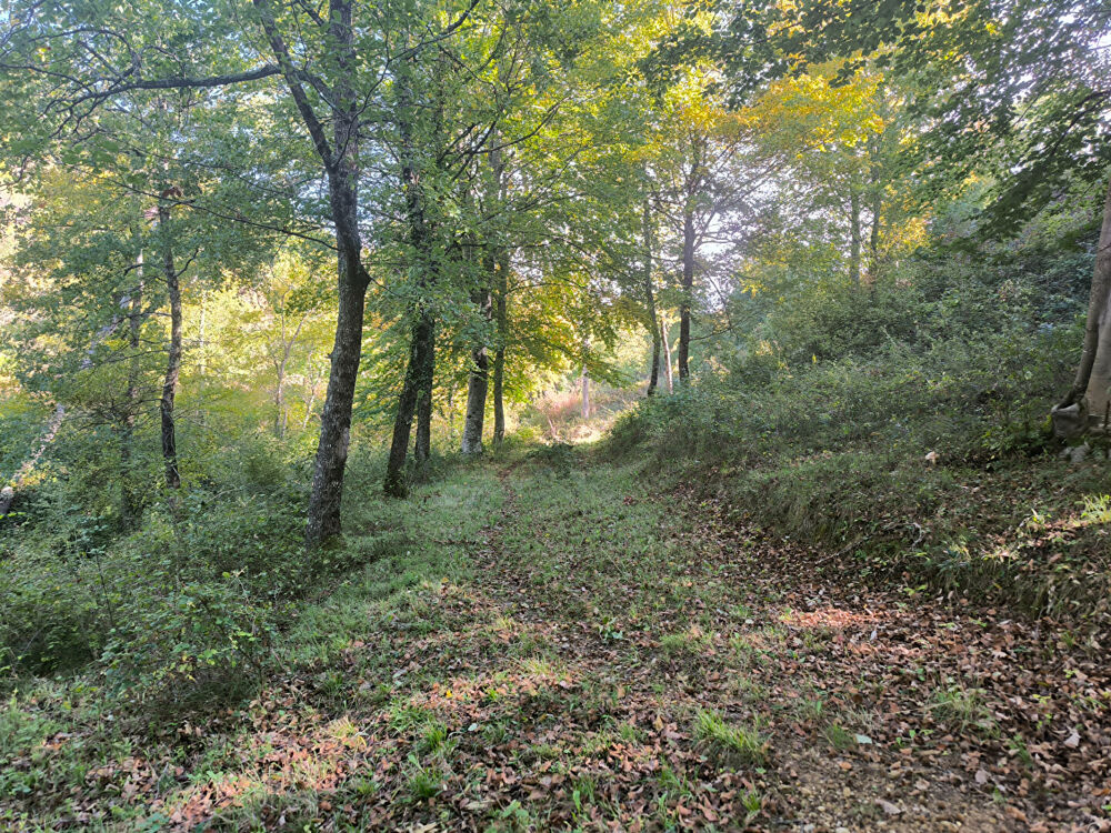 Vente Terrain Splendide terrain de 98 ha ,  30 HA de prairies , 78 HA de bois . Manses