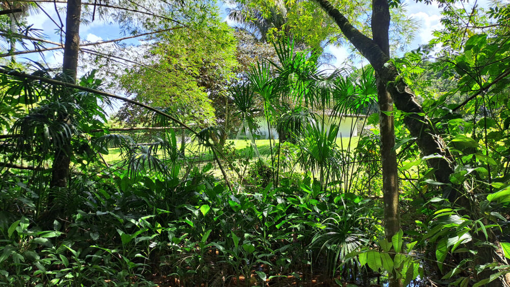 Vente Terrain Terrain  4019 m2 quartier La Chaumière - MATOURY Matoury