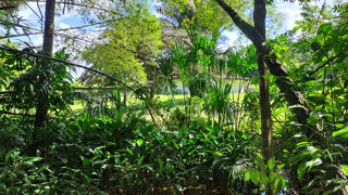 Vente Terrain Terrain  4019 m2 quartier La Chaumière - MATOURY Matoury