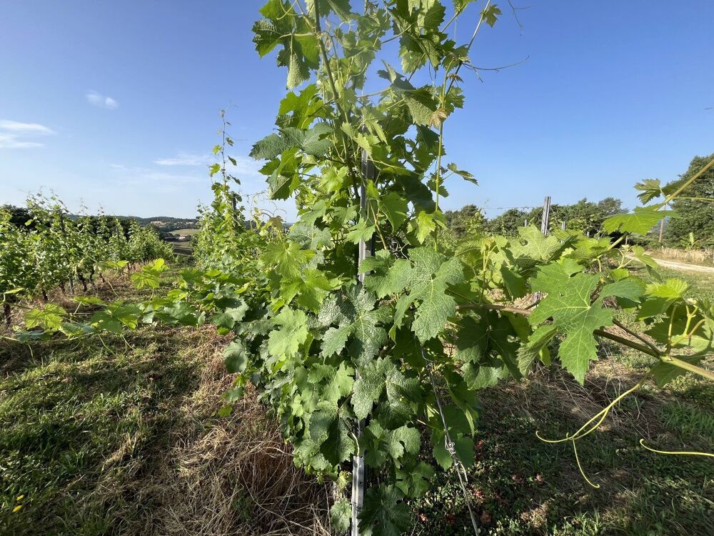 Vente Terrain À Vendre : Terrain avec Vignes - Puy-d'Arnac (19) Puy d arnac