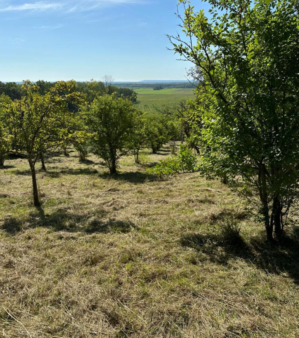 Vente Terrain BEAU TERRAIN EN NATURE DE VERGER - COTES DE MEUSE Loupmont