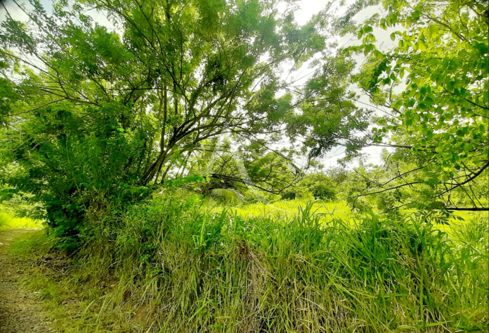 Vente Terrain Terrain pentue 922 m2 à viabiliser, zone U3, Sainte-Luce vue montagne imprenable, PEPITE A SAISIR !!!!! Sainte luce