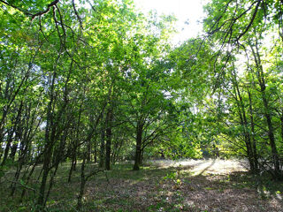  Terrain à vendre 5000 m²