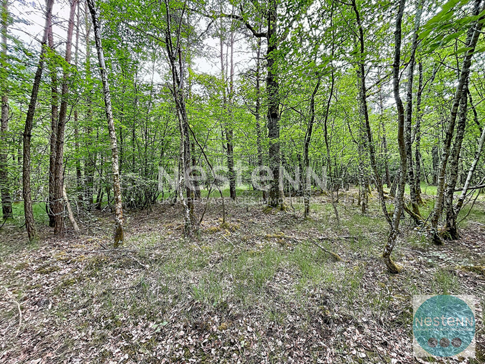 Vente Terrain RARE !! - 3 parcelles de bois en Sologne - Fontaine en Sologne - 119 780 m² Fontaines en sologne