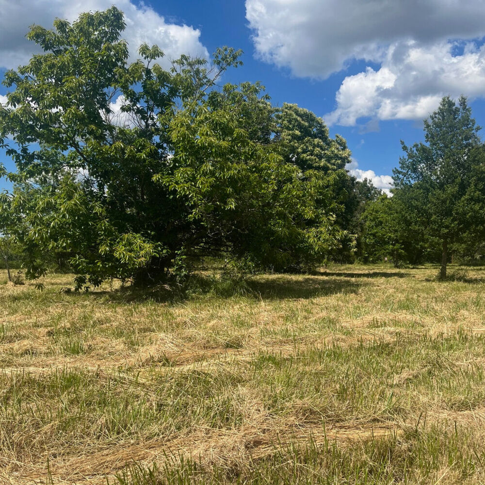Vente Terrain Terrain Montpon Menesterol 1678 m2 Montpon menesterol