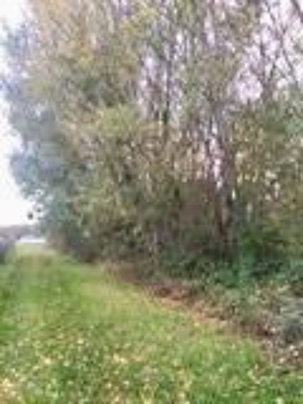 Vente Terrain Terrain de Loisirs à Vendre dans le Controis en Sologne/ Un Cadre Verdoyant Le controis en sologne