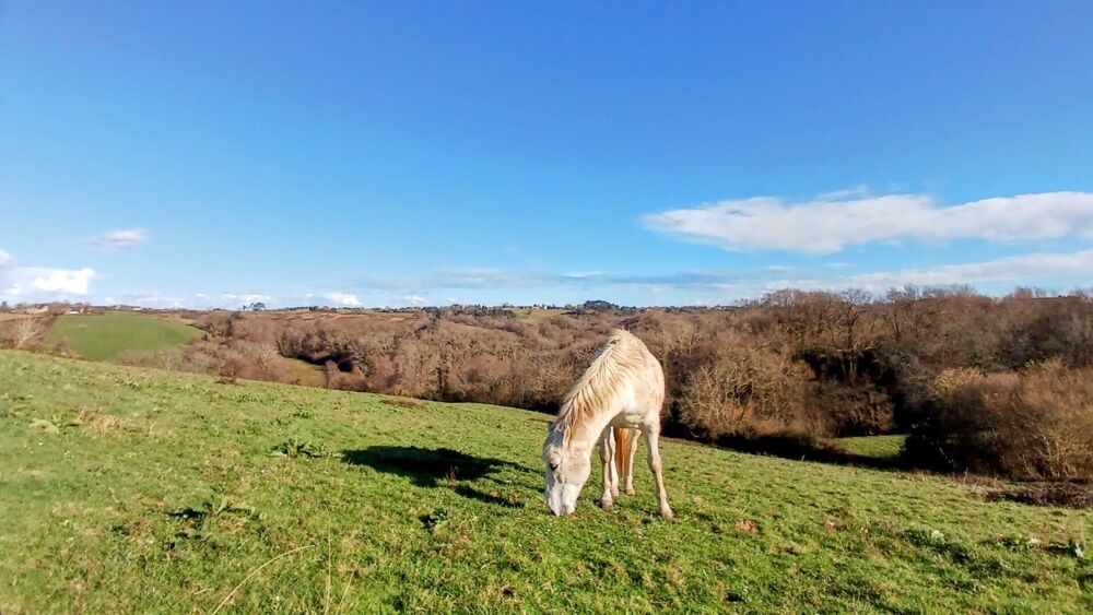 Vente Maison Ferme landaise rénovée + dépendances sur 2 hectares Ossages