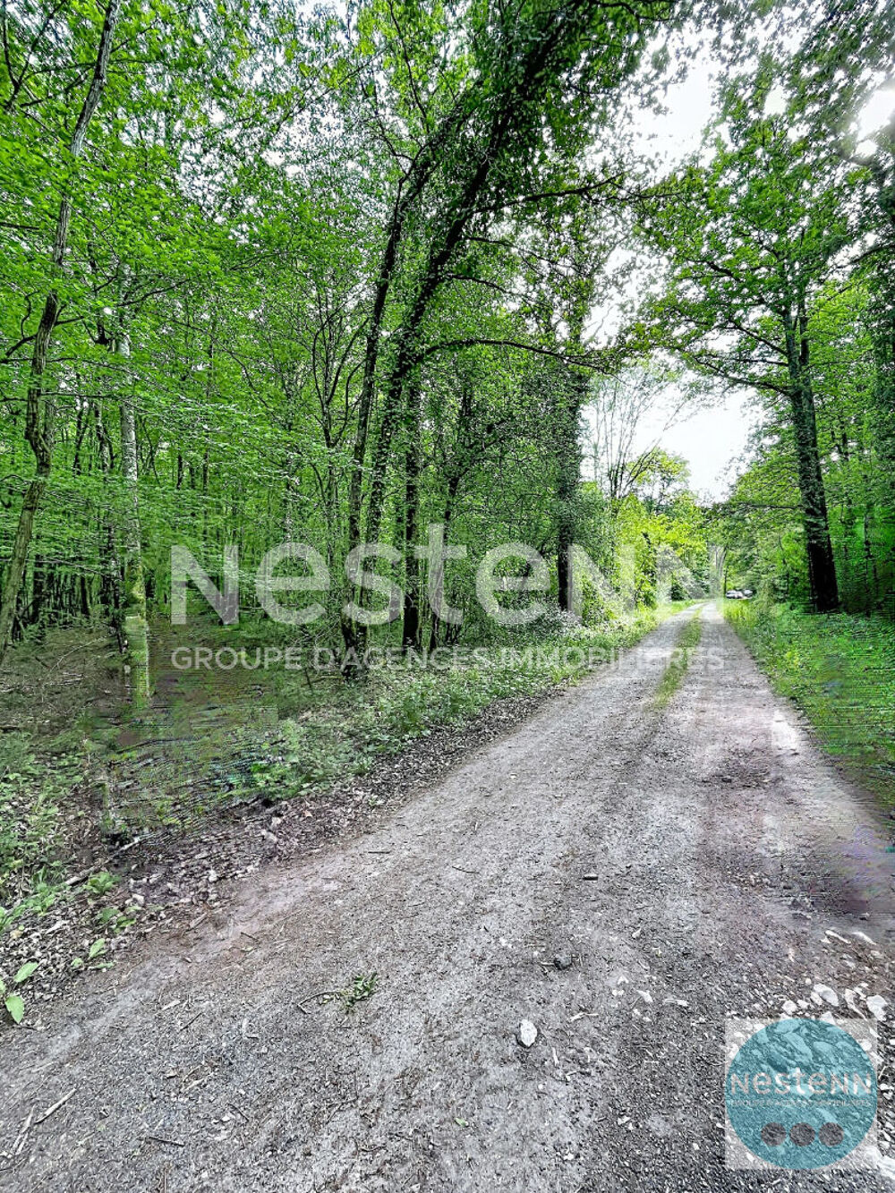 Vente Terrain RARE !! - 3 parcelles de bois en Sologne - Fontaine en Sologne - 119 780 m² Fontaines en sologne