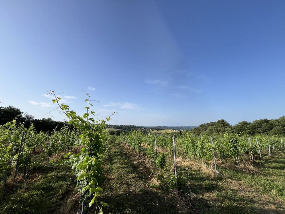 Vente Terrain À Vendre : Terrain avec Vignes - Puy-d'Arnac (19) Puy d arnac