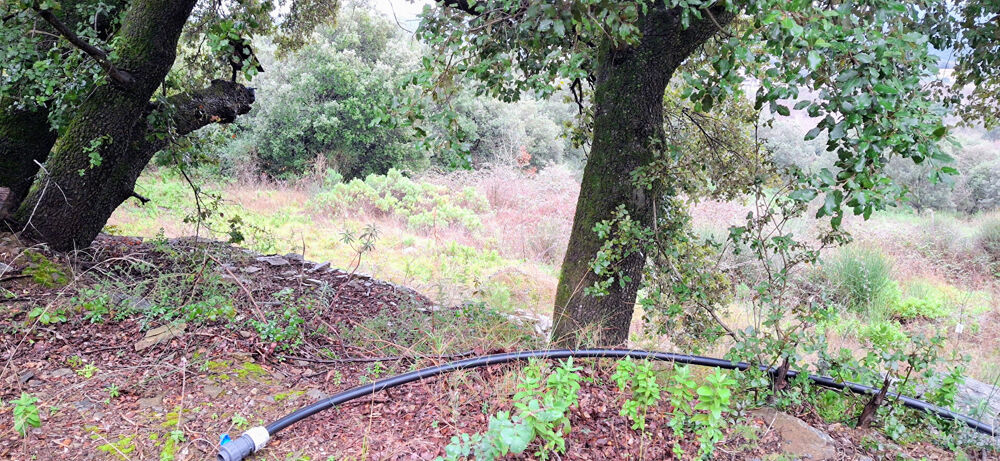Vente Terrain Terrain de loisirs 16900 m2 FAUGERES /BEDARIEUX Faugeres