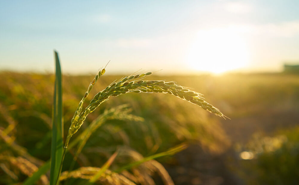 Vente Terrain 10 Hectares de terre agricole à Saint Jean - Lauzerte Lauzerte