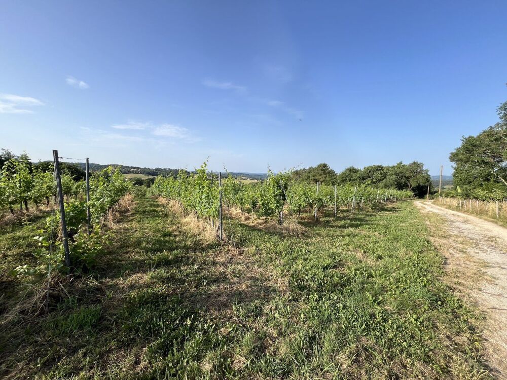 Vente Terrain À Vendre : Terrain avec Vignes - Puy-d'Arnac (19) Puy d arnac