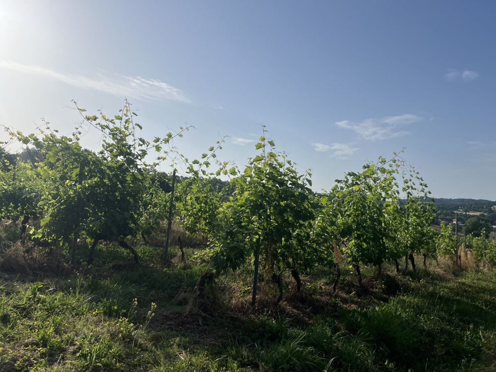 Vente Terrain À Vendre : Terrain avec Vignes - Puy-d'Arnac (19) Puy d arnac