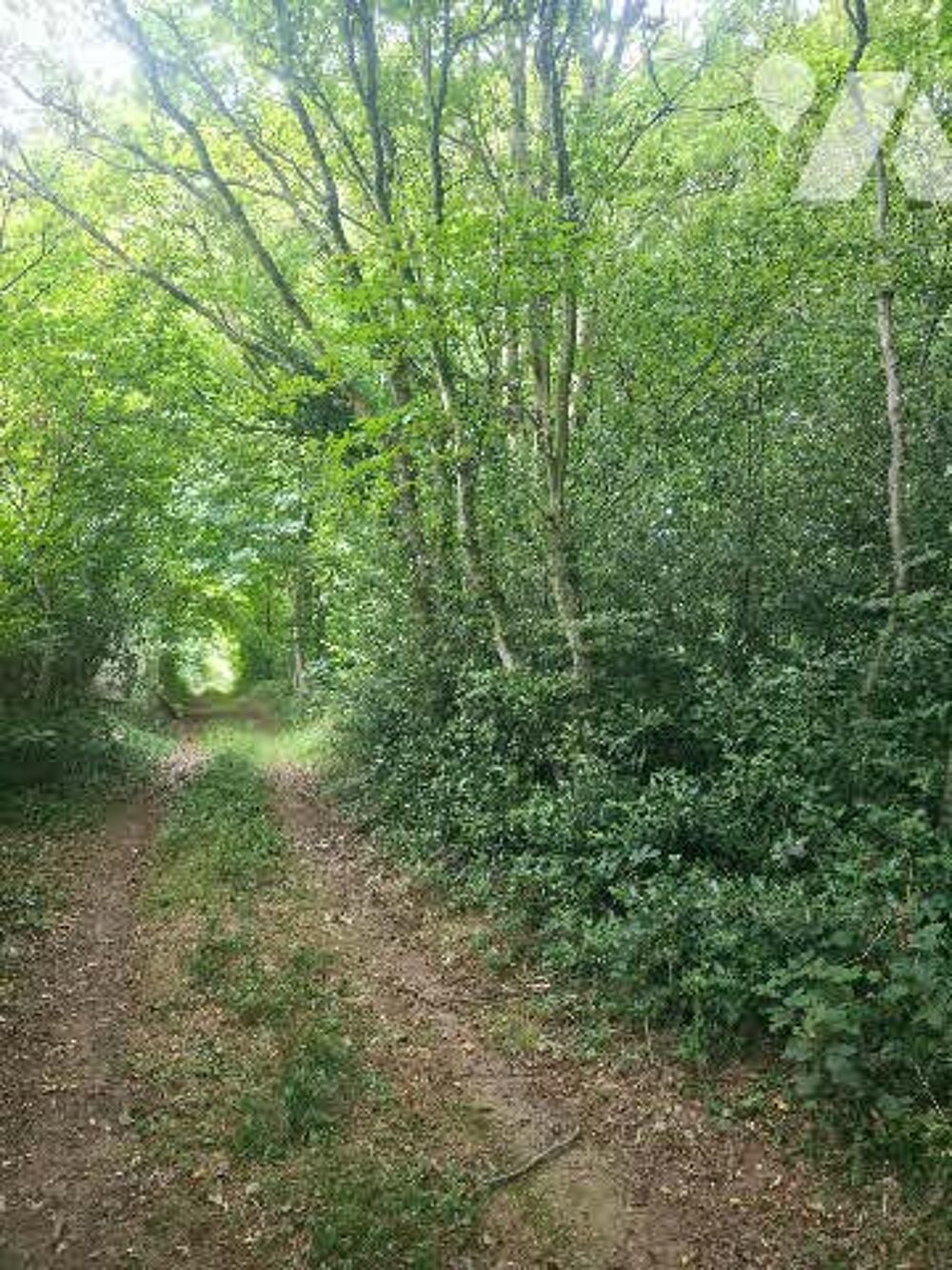 Vente Terrain À VENDRE – Ensemble de deux parcelles boisées à Hermelinghen Hermelinghen