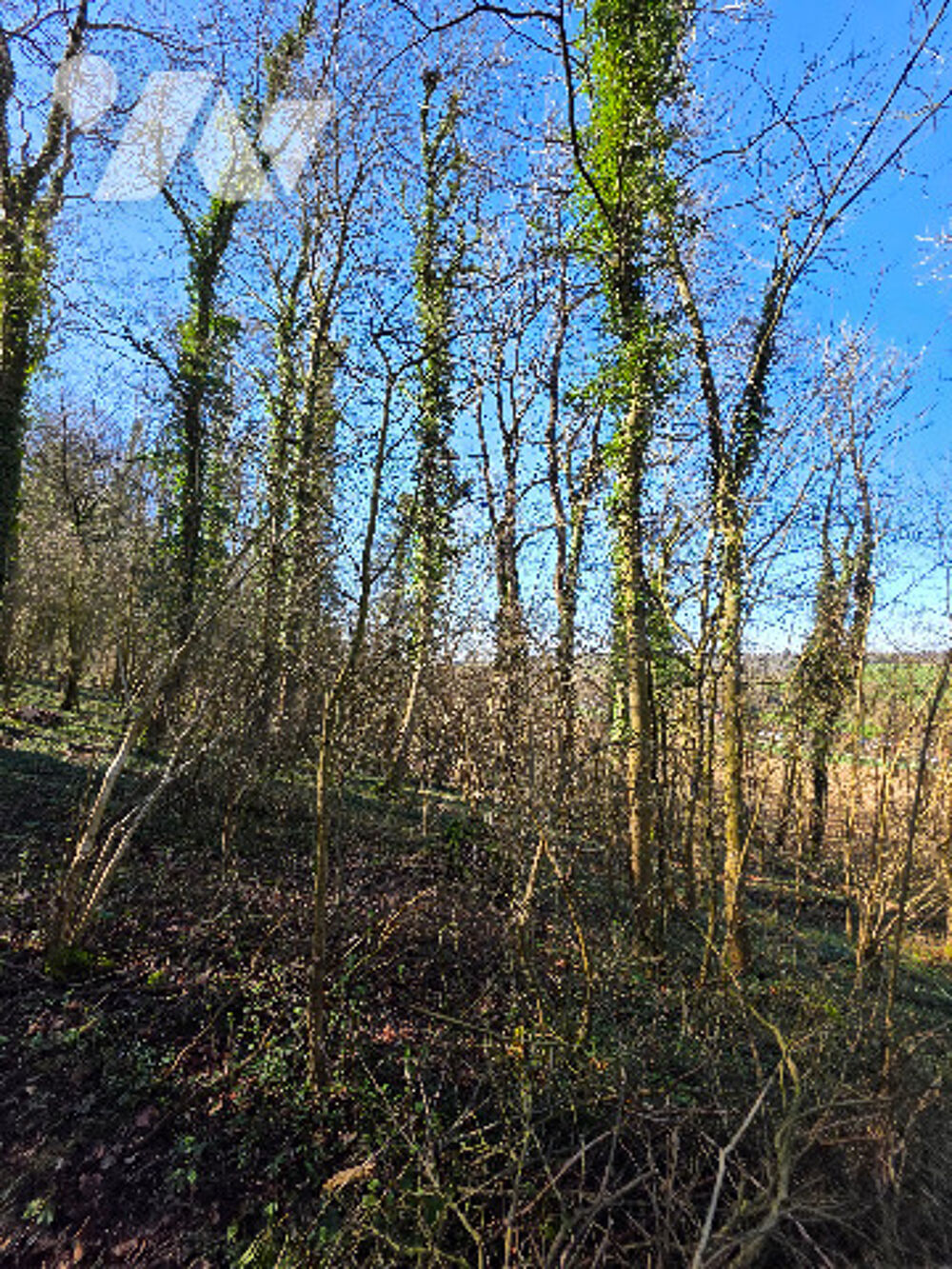 Vente Terrain Vente de bois – Ensemble de parcelles – Lumbres (Bois du Penensart) Lumbres