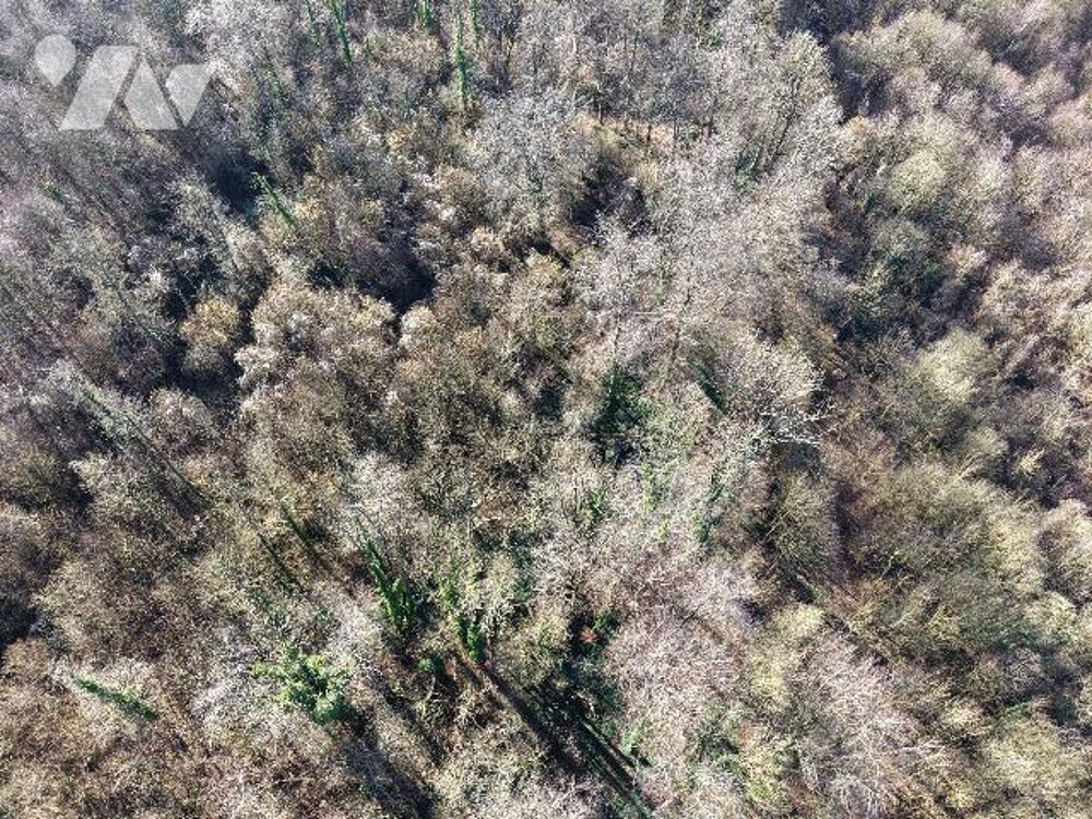 Vente Terrain Vente de bois – Ensemble de parcelles – Lumbres (Bois du Penensart) Lumbres