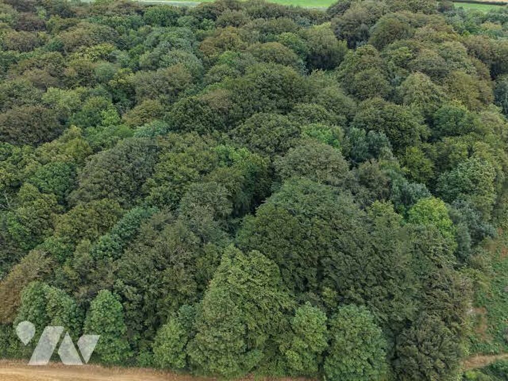 Vente Terrain À VENDRE – Ensemble de deux parcelles boisées à Hermelinghen Hermelinghen