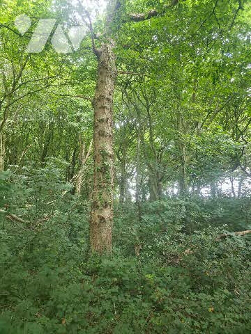 Vente Terrain À VENDRE – Ensemble de deux parcelles boisées à Hermelinghen Hermelinghen