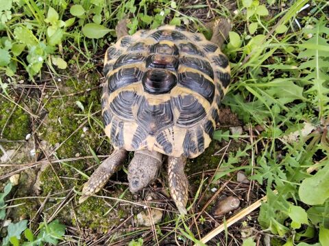 Tortue m&acirc;le Hermann 250 34000 Montpellier