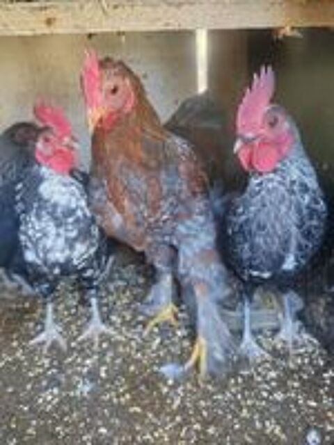   de poules, coqs. 