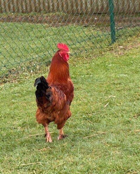 grand coq Azereix (65)