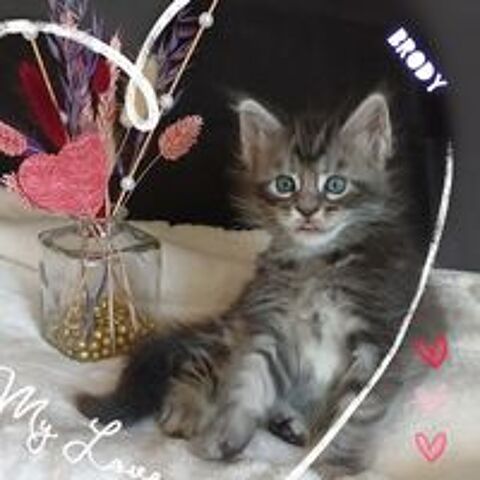   Chatons Males MAINE COON 