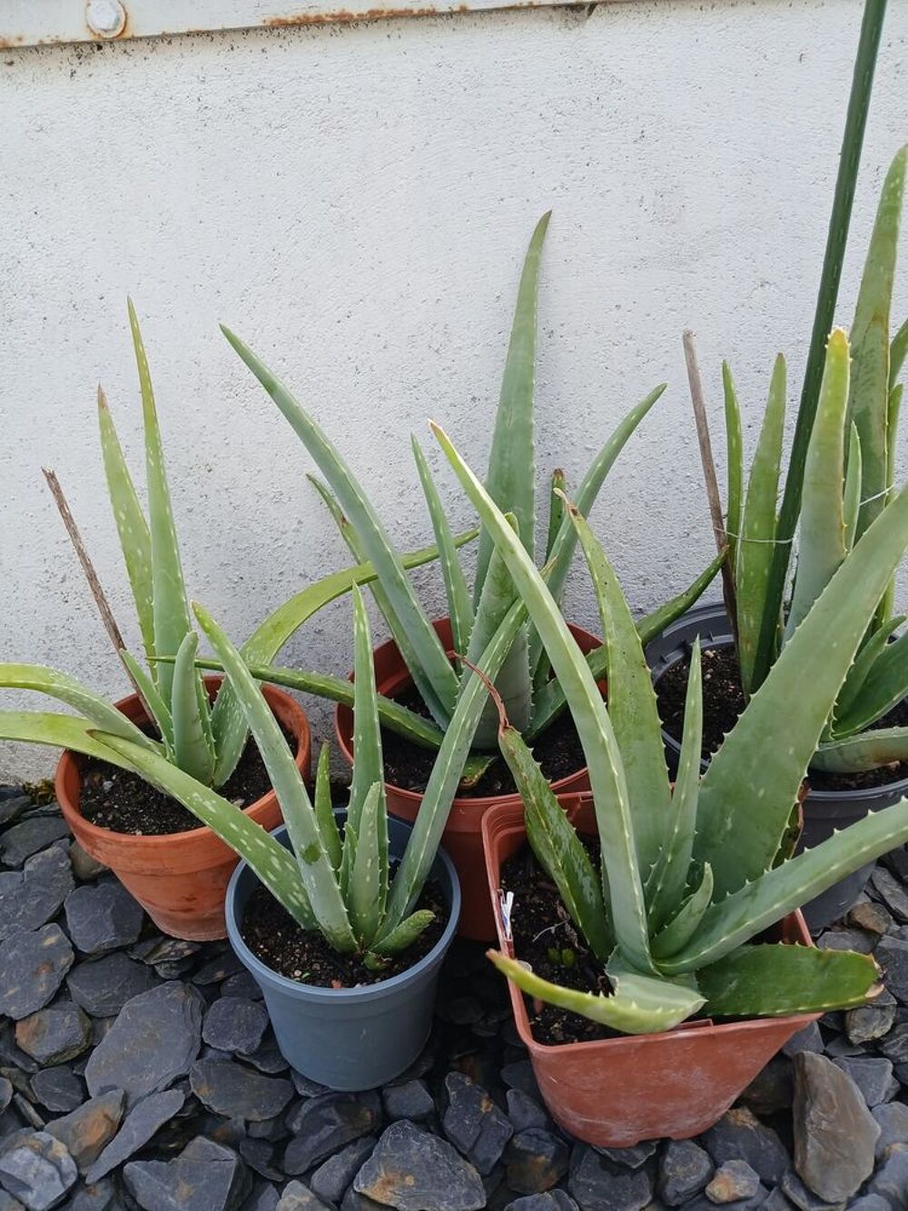 Alo&eacute; V&eacute;ra Plantes Jardin