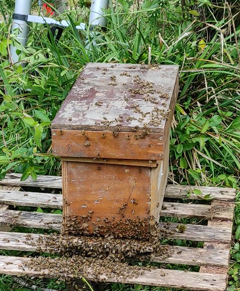C&egrave;de essaims d'abeilles  70 82300 Caussade