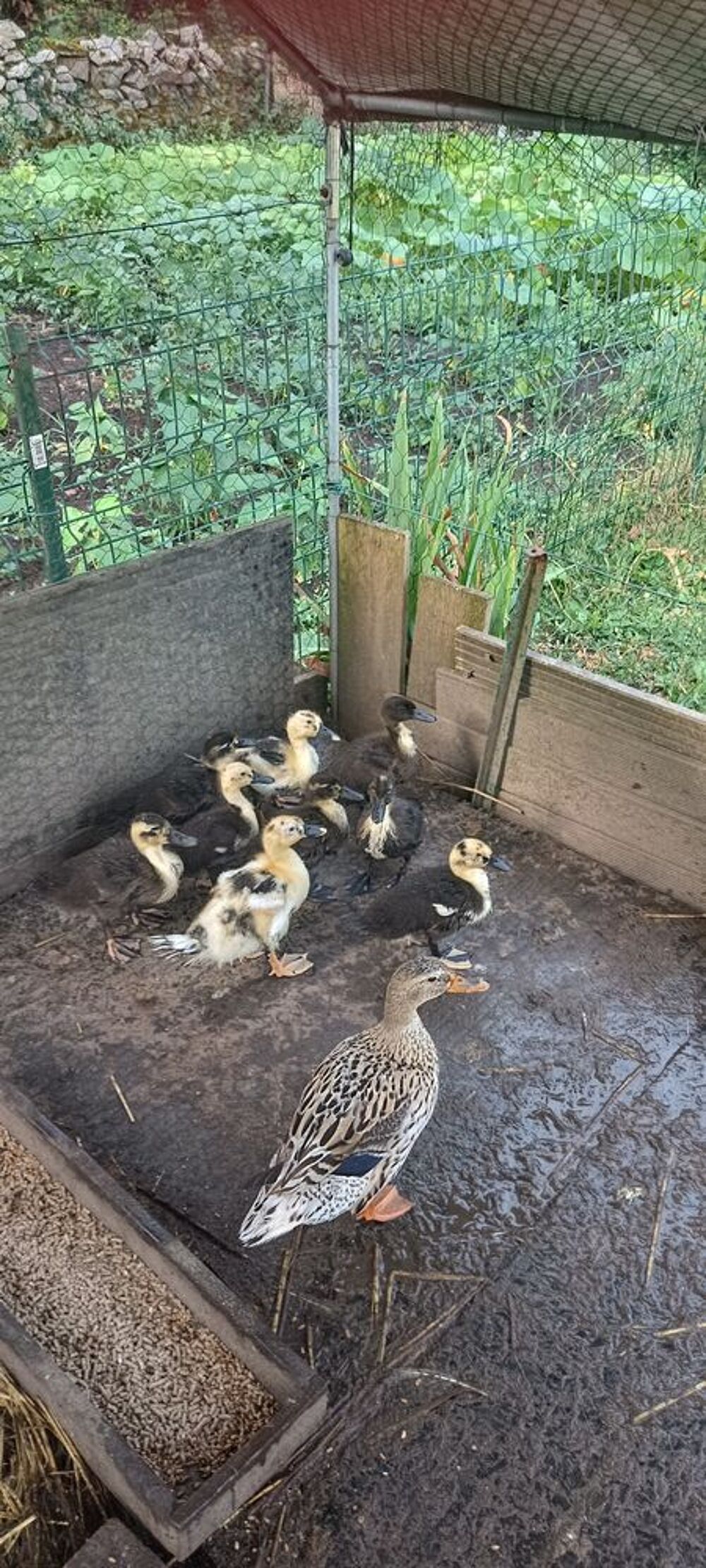   Donne bébé canard 